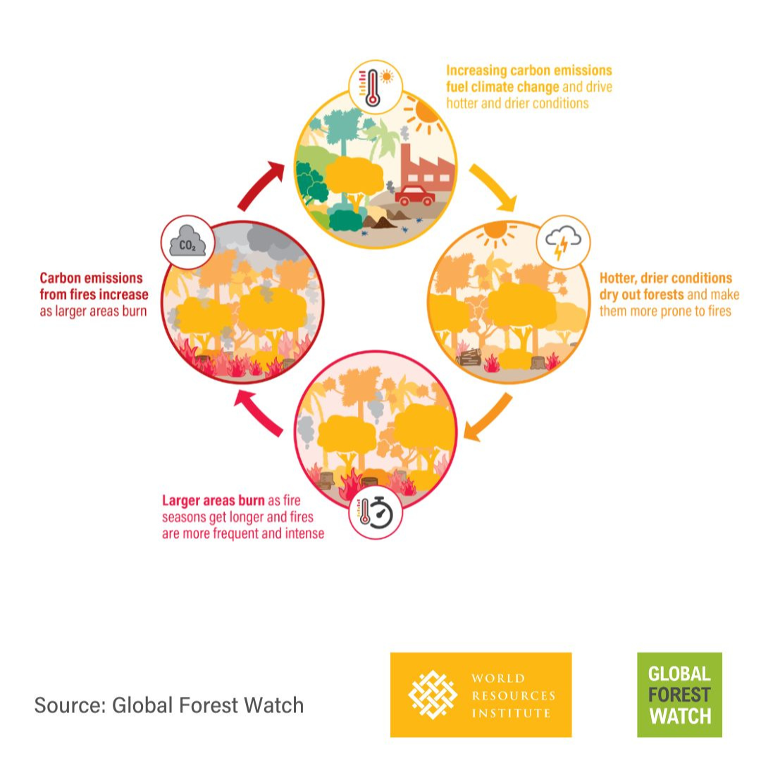 Fires & Climate Feedback Loop